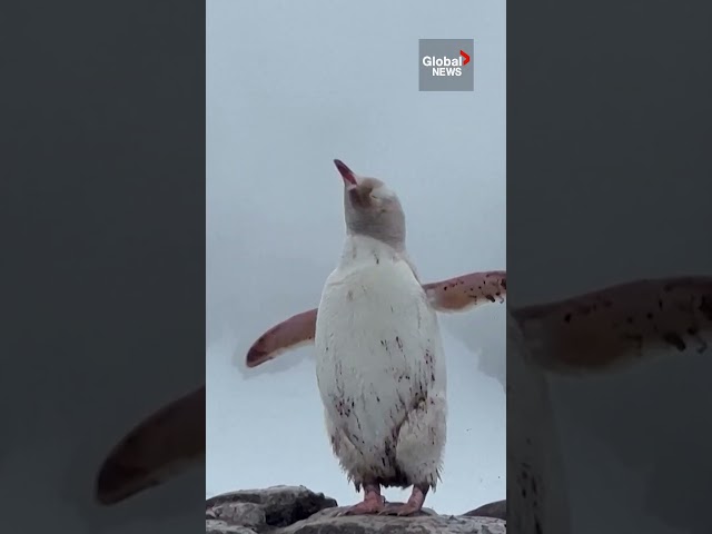 Rare white penguin spotted in Chilean Antarctic 