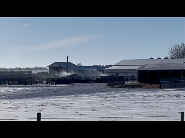 Fire destroys farm in Leduc County, neighbours say dozens of cows dead