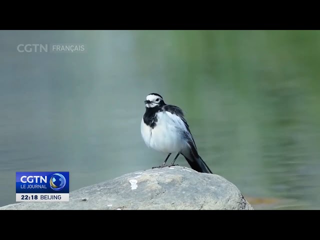 Chine : les activités liées à l'observation des oiseaux stimulent la croissance économique