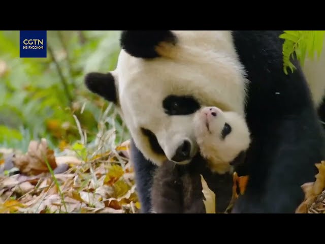 ⁣Семейное общение панд, такинов и обезьян в заповеднике на северо-западе Китая