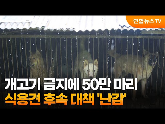 개고기 금지에 50만 마리 식용견 후속 대책 '난감' / 연합뉴스TV (YonhapnewsTV)