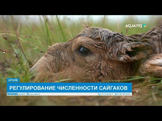 РЕГУЛИРОВАНИЕ ЧИСЛЕННОСТИ САЙГАКОВ