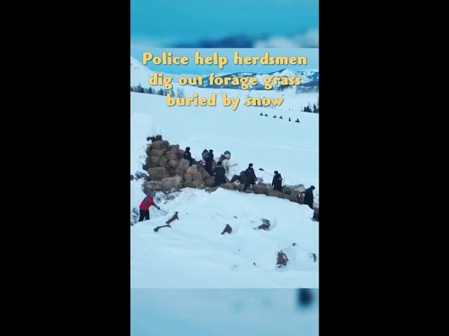 ⁣Police help herders dig out forage grass buried by snow in Altay, Xinjiang
