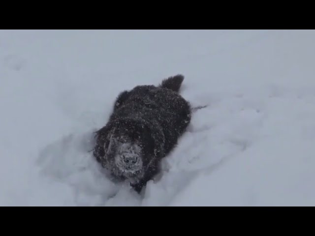 Pet safety tips during bitterly cold weather