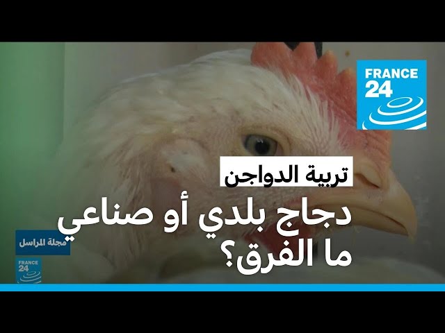 ما هي أفضل الطرق لتربية الدواجن من أجل إنتاج لحوم صحية؟