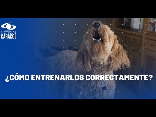 Entrenamiento canino: ¿cuál es su importancia?