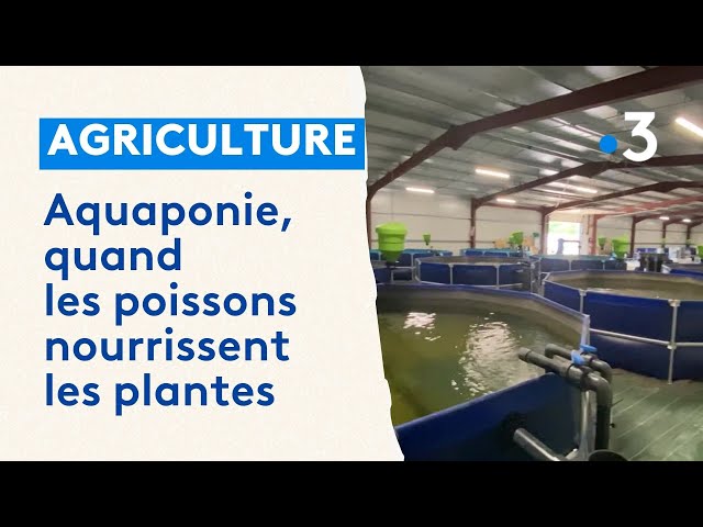 Aquaponie : quand les poissons nourrissent les plantes