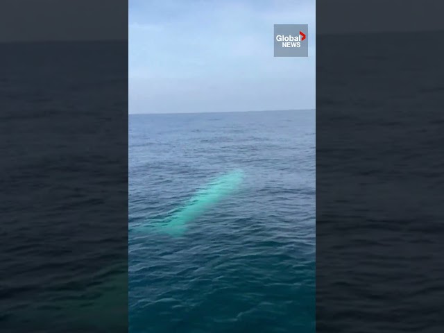 Rare white Omura's whale spotted off the coast of Phuket #Omurawhale #Phuket #thailand