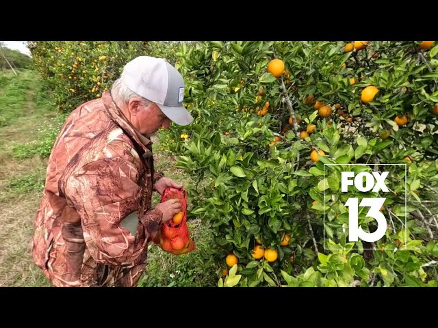 Florida citrus growers using old ideas with modern twist