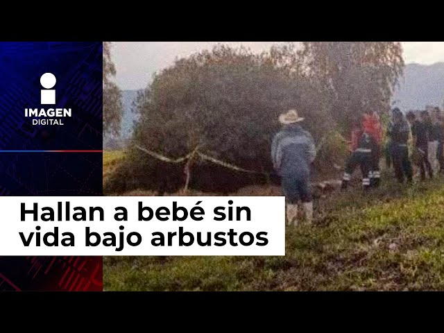 Hallan a bebé sin vida bajo arbustos en un campo de cultivo de Hidalgo