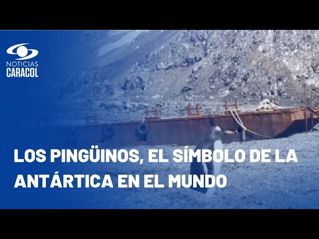 Expedición Antártica: ¿por qué los científicos han puesto el ojo en los pingüinos?