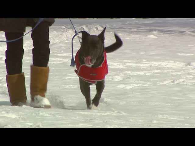 How Colorado organizations are helping keeping animals safe from the cold