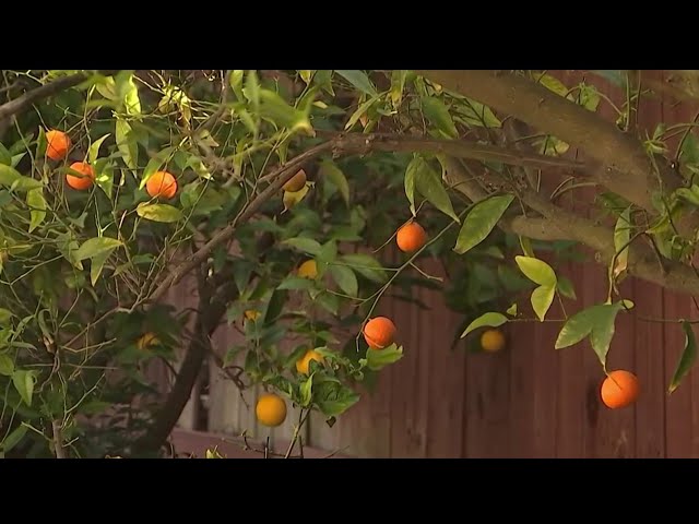 Dozens of trees in Ventura County infected with citrus-killing disease