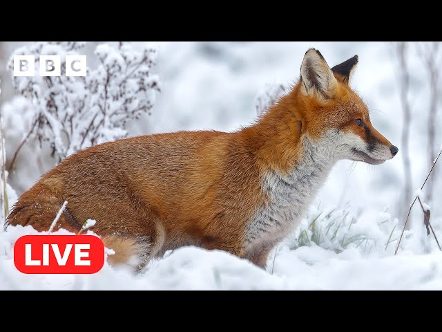  LIVE wildlife cameras  16 January ❄️ BBC Winterwatch 2024