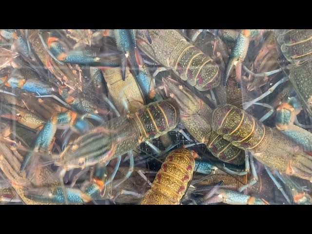 Rural areas in China's Xinjiang develop Australian freshwater crayfish farming