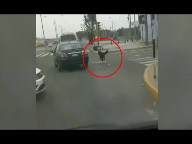 Familia sin corazón abandona a su perro y este los sigue por toda la carretera