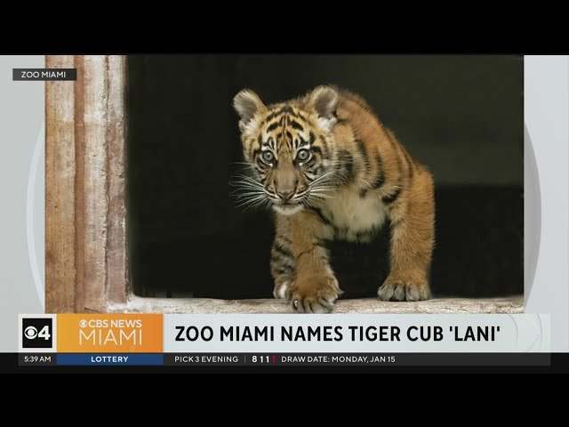 Zoo Miami names tiger cub Lani