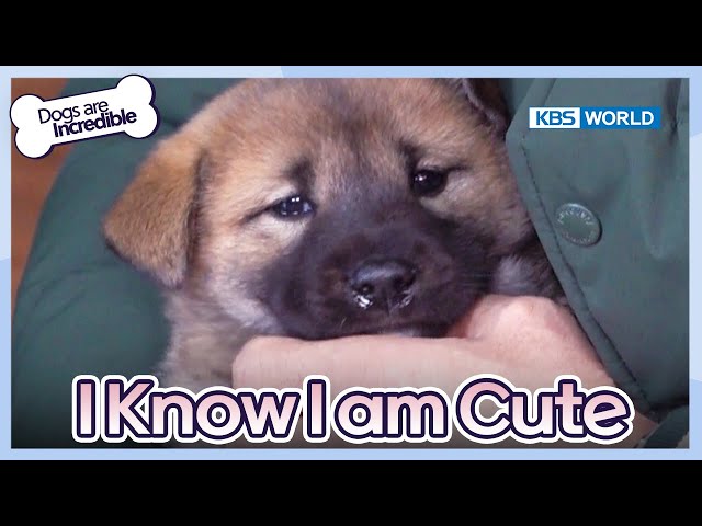 I Know I'm Cute  [Dogs are incredible : EP.201-3] | KBS WORLD TV 240109