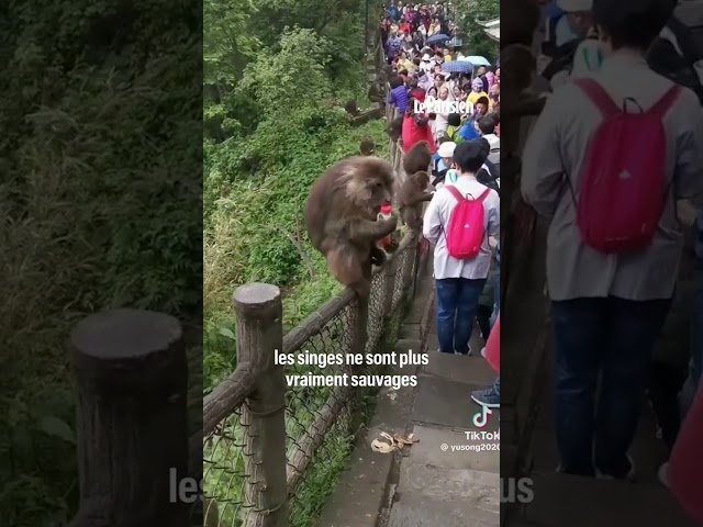 Chine : ces touristes prêts à tout (et n'importe quoi) pour une vidéo avec ces singes du Mont E