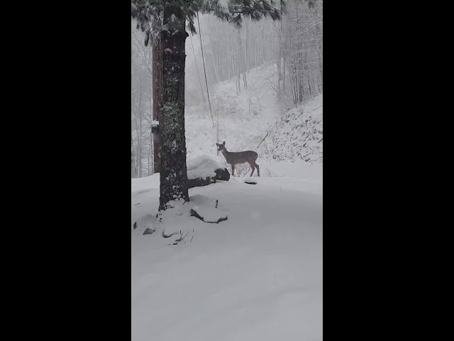 Heavy snow blankets NC mountains during winter storm