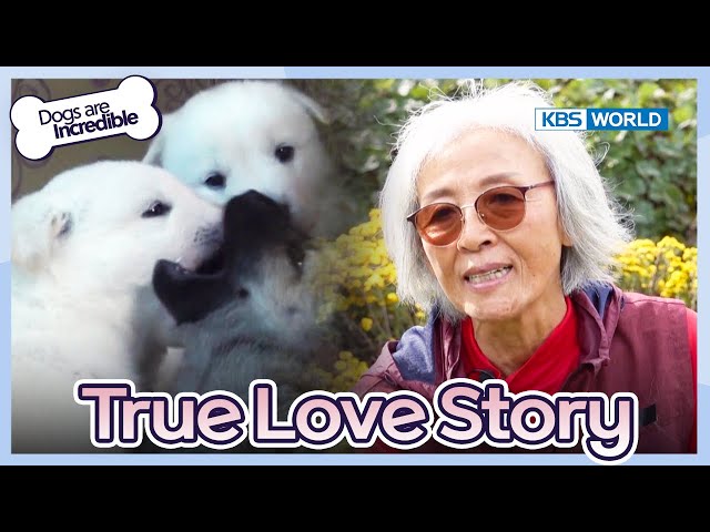 True Love Story  [Dogs are incredible : EP.202-2] | KBS WORLD TV 240116