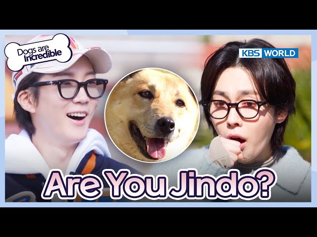 Are You Jindo?  [Dogs are incredible : EP.202-1] | KBS WORLD TV 240116