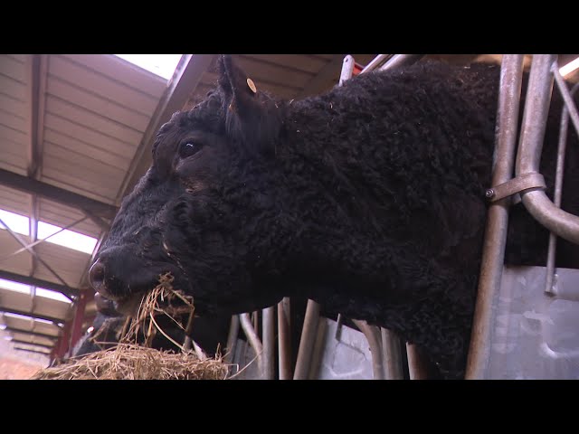 ⁣Elevage : des vaches australiennes s'acclimatent au Périgord