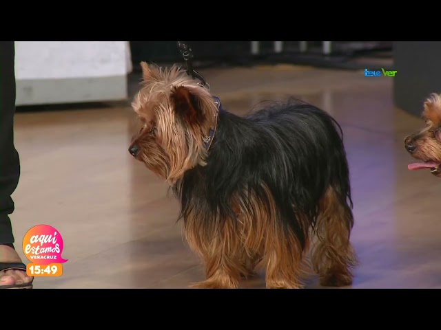 Yorkshire terrier; Cuál es su origen y sus cuidados.