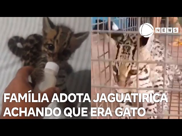 Família adota jaguatirica achando que era gato