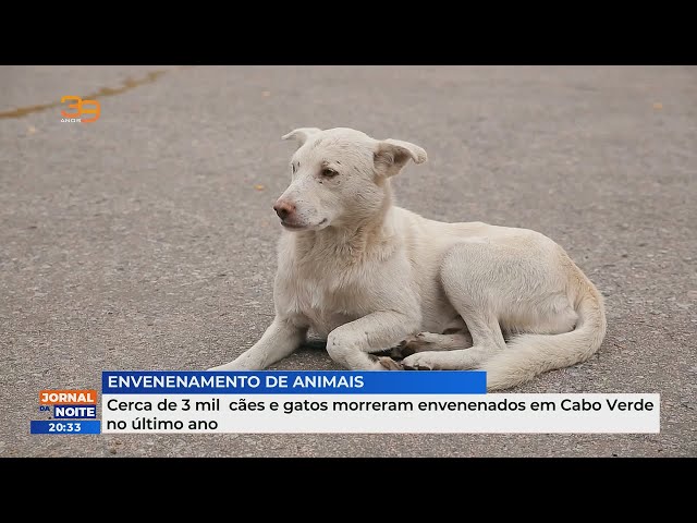 Cerca de 3 mil cães e gatos morreram envenenados em Cabo Verde no último ano