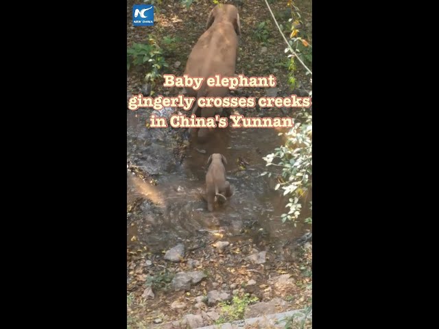 Baby elephant gingerly crosses creeks in China's Yunnan