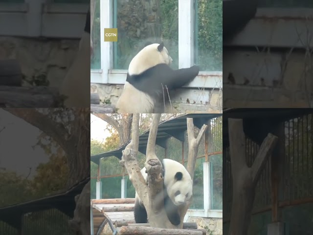 Le panda géant Meng Lan retrouve son ancien éleveur, "Grand-père Tan"