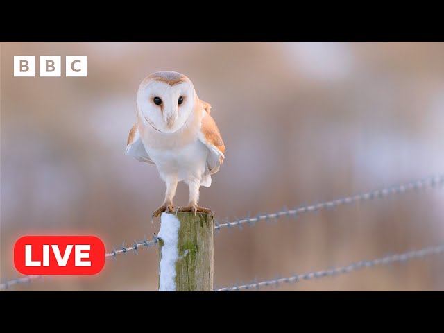  LIVE wildlife cameras  17 January ❄️ BBC Winterwatch 2024