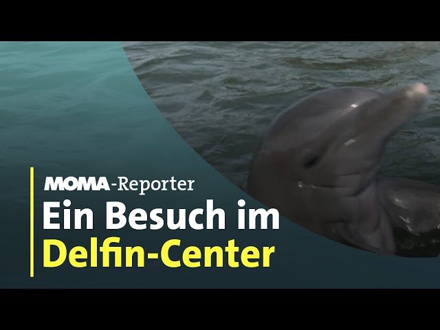 Ein Besuch im Dolphin Research Center | ARD-Morgenmagazin