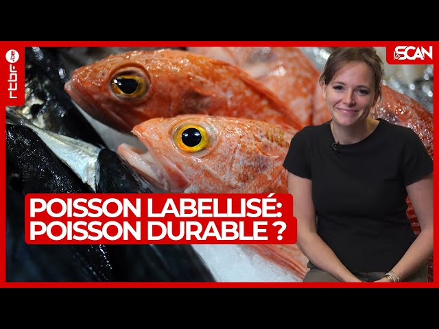 Poisson labellisé = poisson durable ? Info ou Intox ? - Le Scan