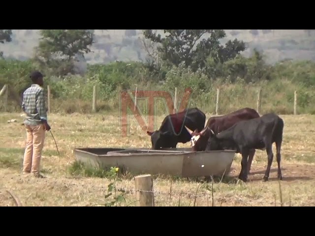 Maruzi  centre to carry out research and livestock innovation