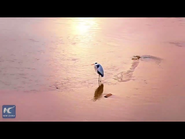 Bird's-eye view: Winter beauty of Yellow River wetland landscape