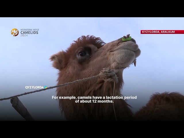 UN: 2024 International Year of Camelids