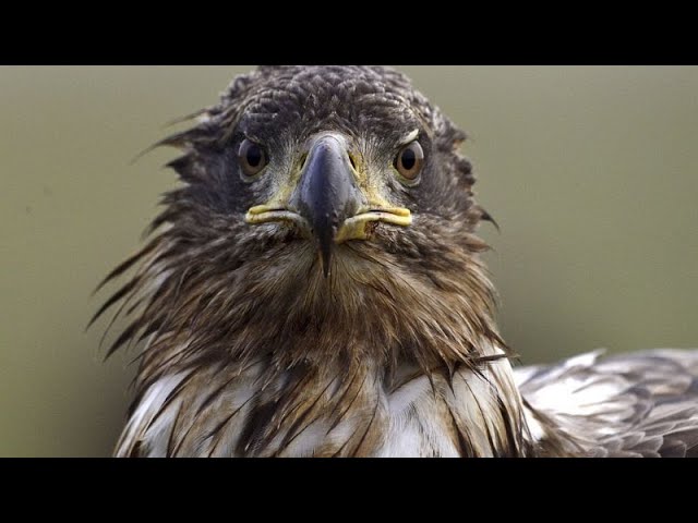 Recensement annuel des rapaces en Hongrie