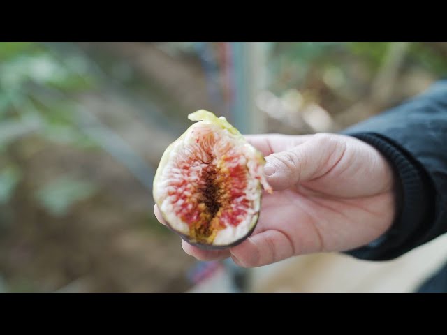 Fig growing helps boost economy in Artux in China's Xinjiang