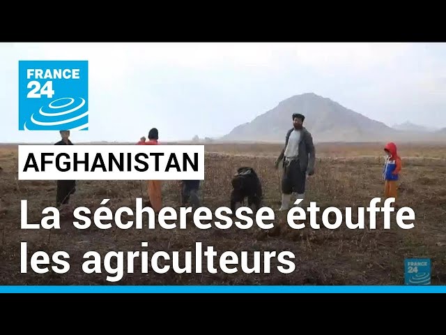 Afghanistan : face à une sécheresse à rallonge, les agriculteurs et les récoltes menacés