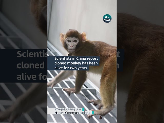 A cloned monkey has been alive and 'healthy' for two years, scientists in China have said 