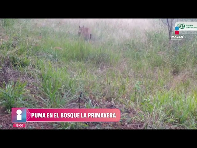 VIDEO: Captan puma paseando en el Bosque de la Primavera