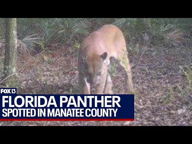 Rare Florida panther sighting at Duette Preserve