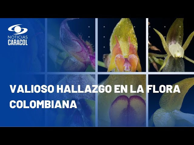 Descubren ocho orquídeas en Cali y las nombran en honor a importantes mujeres colombianas