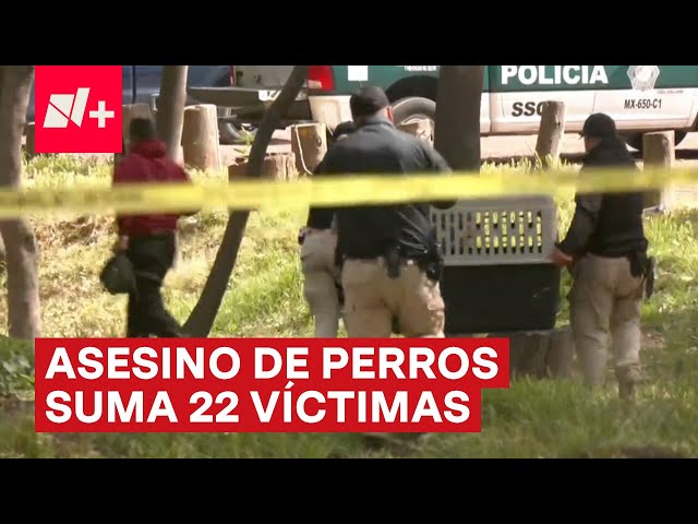 Asesino serial acecha a perros; Suma 22 víctimas - N+