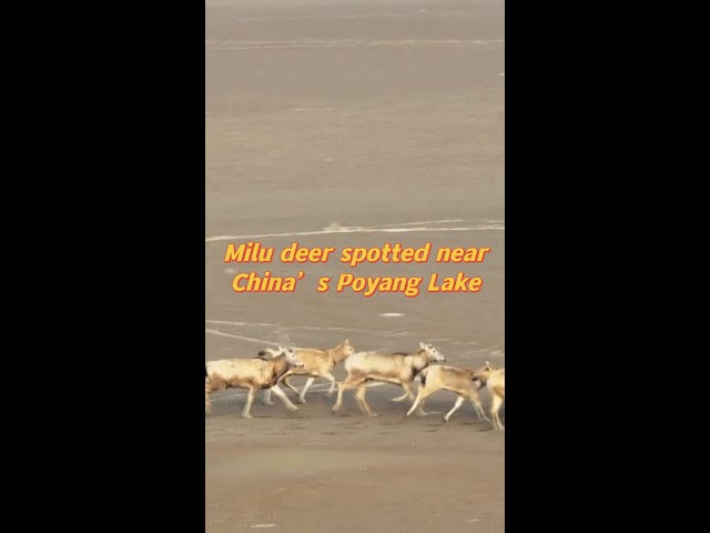 Rare milu deer spotted near China's largest freshwater lake