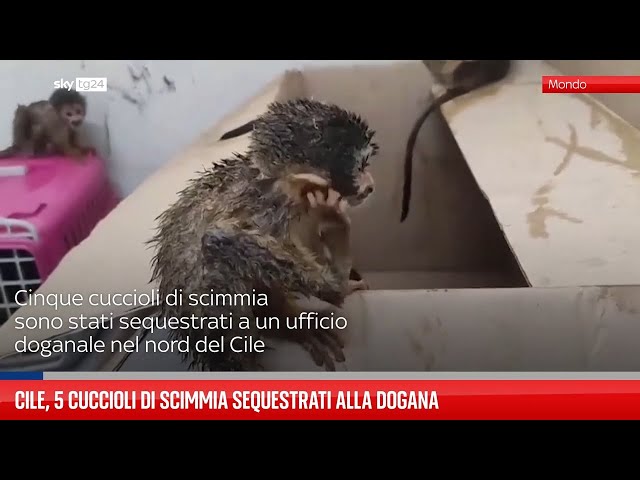 ⁣Cile, 5 cuccioli di scimmia sequestrati alla dogana