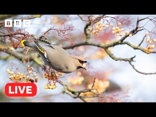  LIVE wildlife cameras  18 January ❄️ BBC Winterwatch 2024