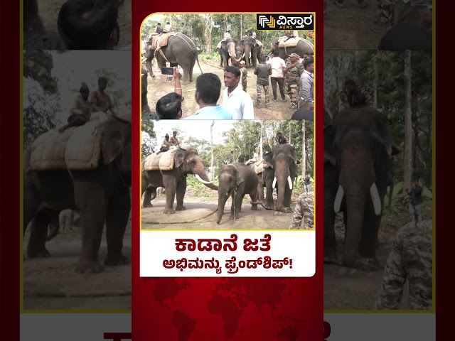 ಪುಂಡಾನೆ ಹಿಡಿದು ಫ್ರೆಂಡ್‌ಶಿಪ್ ಮಾಡಿಕೊಂಡ ಅಭಿಮನ್ಯು|Abhimanyu Elephant Caught Wild Elephant | Vistara News